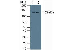 Figure. (COL1A2 antibody  (AA 1103-1366))