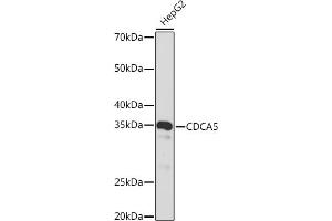 Western blot analysis of extracts of HepG2 cells, using CDC Rabbit mAb (ABIN1682192, ABIN3018455, ABIN3018456 and ABIN7101613) at 1:1000 dilution. (CDCA5 antibody)