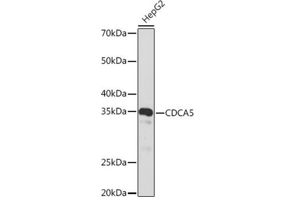 CDCA5 anticorps