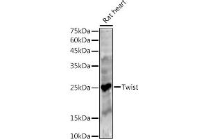 Western blot analysis of extracts of Rat heart, using Twist antibody (ABIN6133951, ABIN6149713, ABIN6149716 and ABIN6220170) at 1:500 dilution. (TWIST1 antibody  (AA 1-100))