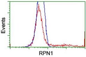 HEK293T cells transfected with either RC201554 overexpress plasmid (Red) or empty vector control plasmid (Blue) were immunostained by anti-RPN1 antibody (ABIN2455104), and then analyzed by flow cytometry. (RPN1 antibody)