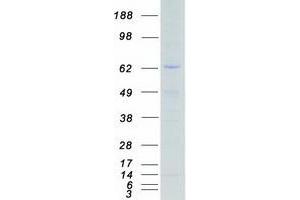 Validation with Western Blot (MSK1 Protein (Transcript Variant 2) (Myc-DYKDDDDK Tag))