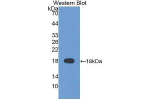 Western Blotting (WB) image for anti-alpha-Fetoprotein (AFP) (AA 31-171) antibody (ABIN1077783) (alpha Fetoprotein antibody  (AA 31-171))