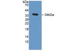 Western blot analysis of recombinant Human APOC3. (APOC3 antibody  (AA 21-99))