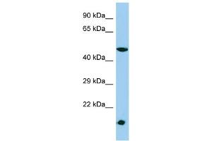Host: Rabbit Target Name: MESDC1 Sample Type: HepG2 Whole Cell lysates Antibody Dilution: 1. (MESDC1 antibody  (N-Term))