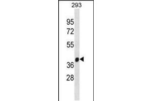 Western blot analysis in 293 cell line lysates (35ug/lane). (FANCL antibody  (C-Term))