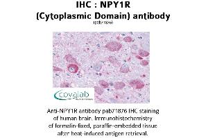 Image no. 1 for anti-Neuropeptide Y Receptor Y1 (NPY1R) (3rd Cytoplasmic Domain) antibody (ABIN1737484) (NPY1R antibody  (3rd Cytoplasmic Domain))