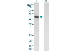 Western Blot analysis of AMY2B expression in transfected 293T cell line by AMY2B MaxPab polyclonal antibody. (AMY2B antibody  (AA 1-511))