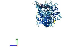 AlphaFold protein structure predicition of Human Recombinant CLCN4 Protein, UniprotID P51793