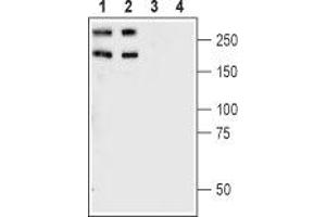 Western blot analysis of rat (lanes 1 and 3) and mouse (lanes 2 and 4) brain synaptosomal fractions: - 1,2. (Plexin A1 antibody  (Extracellular, N-Term))