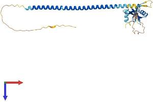 AlphaFold protein structure predicition of Mouse Recombinant Klra2 Protein, UniprotID Q60660 (Klra2 Protein (AA 1-288) (His tag))