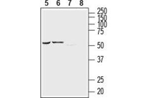 Western blot analysis of rat basophilic leukemia (RBL) cell line lysate (lanes 5 and 7) and human brain glioblastoma ( MG) cell line lysate (lanes 6 and 8):5,6.