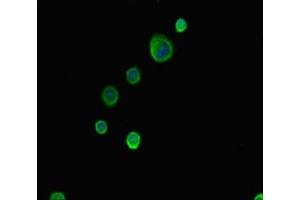 Immunofluorescent analysis of MCF-7 cells using ABIN7144942 at dilution of 1:100 and Alexa Fluor 488-congugated AffiniPure Goat Anti-Rabbit IgG(H+L) (ABCG8 antibody  (AA 176-413))