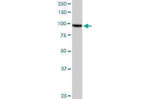 AMPD2 monoclonal antibody (M09), clone 6A8. (AMPD2 antibody  (AA 86-185))