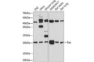 Western blot analysis of extracts of various cell lines, using Bax antibody (ABIN7265858) at 1:1000 dilution. (BAX antibody)