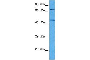 Host:  Mouse  Target Name:  KCNQ2  Sample Tissue:  Mouse Skeletal Muscle  Antibody Dilution:  1ug/ml (KCNQ2 antibody  (Middle Region))