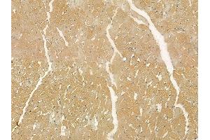 TIPRL Mouse Monoclonal Antibody at 1/100 staining rat heart tissue by IHC-P. (TIPRL antibody)