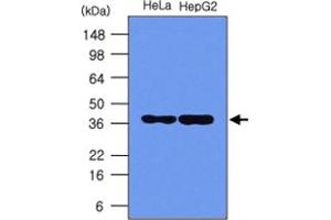 Western blot analysis of HeLa and HepG2 cell lysates (5 ug) were resolved by SDS - PAGE , transferred to PVDF membrane and probed with NPM1 monoclonal antibody , clone 5E3 (1 : 1000) .