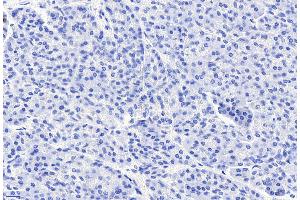 ABIN185407 Negative Control showing staining of paraffin embedded Human Pancreas, with no primary antibody. (CCKBR antibody  (Internal Region))