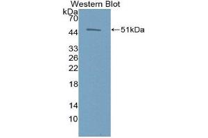 Western Blotting (WB) image for anti-Erythropoietin (EPO) (AA 28-193) antibody (ABIN1077998)