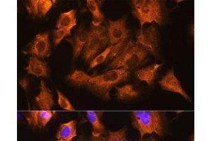 Immunofluorescence analysis of C6 cells using ATP1B1 Polyclonal Antibody at dilution of 1:100. (ATP1B1 antibody)