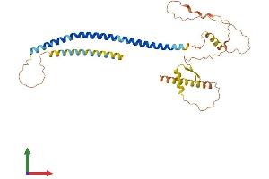 AlphaFold protein structure predicition of Human Recombinant CCDC54 Protein, UniprotID Q8NEL0