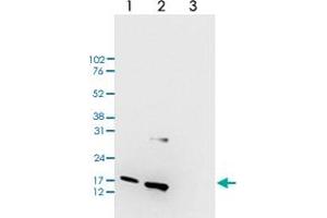 Western Blot (Cell lysate) analysis of (1) 25 ug whole cell extracts of HeLa cells, (2) 15 ug histone extracts of HeLa cells, and (3) 1 ug of recombinant histone H3.