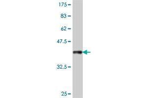 CDHR5 antibody  (AA 27-125)