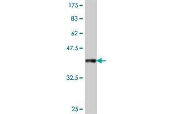 CDHR5 antibody  (AA 27-125)