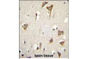 MYO6 Antibody (C-term ) (ABIN655513 and ABIN2845028) immunohistochemistry analysis in formalin fixed and paraffin embedded human brain tissue followed by peroxidase conjugation of the secondary antibody and DAB staining. (Myosin VI antibody  (C-Term))