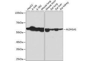 Western blot analysis of extracts of various cell lines, using  Rabbit mAb (ABIN7265531) at 1:1000 dilution. (ALDH1A1 antibody)