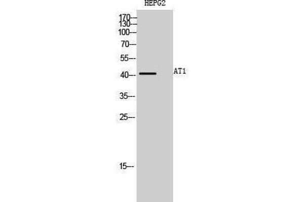 AGTR1a antibody  (Internal Region)