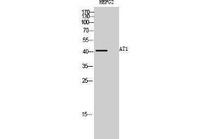 Western Blotting (WB) image for anti-Angiotensin II Receptor, Type 1a (AGTR1a) (Internal Region) antibody (ABIN3183405) (AGTR1a antibody  (Internal Region))