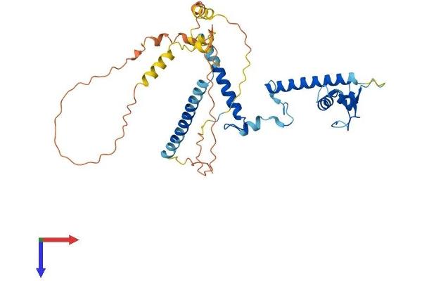 ABRA Protein (AA 1-375) (His tag)