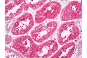 Anti-GNPDA1 antibody IHC of human kidney. (GNPDA1 antibody  (AA 100-150))