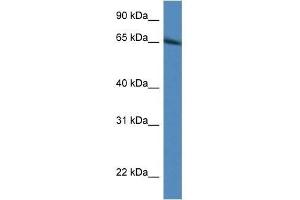 Western Blot showing Irf2bp1 antibody used at a concentration of 1.