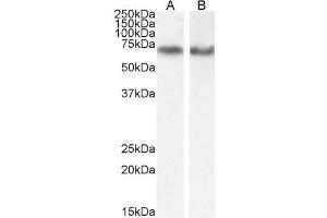 ABIN185287 (0. (EHD2 antibody  (C-Term))