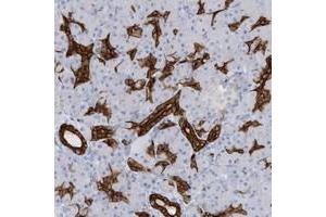 Immunohistochemical staining of human pancreas with EXOC2 polyclonal antibody  shows strong cytoplasmic and membranous positivity in intercalated ducts at 1:2500-1:5000 dilution.