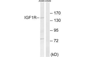Western blot analysis of extracts from A549 cells, using Insulin Like Growth Factor 1 Receptor (IGF1R) antibody. (IGF1R antibody  (Tyr1346))
