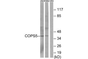 Western blot analysis of extracts from 293 cells and K562 cells, using COPS5 antibody. (COPS5 antibody  (Internal Region))