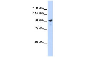 WB Suggested Anti-PAPPA2 Antibody Titration:  0. (PAPPA2 antibody  (Middle Region))