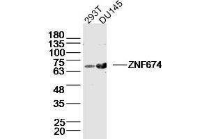 ZNF674 antibody  (AA 301-400)