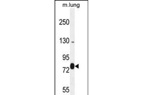 EXOC8 antibody  (AA 360-389)