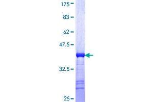 MARCKSL1 Protein (AA 107-195) (GST tag)