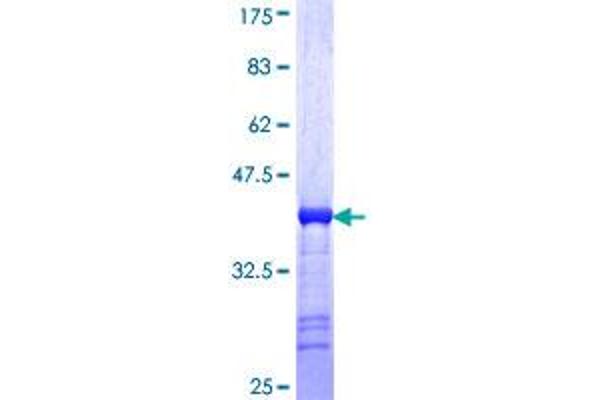 MARCKSL1 Protein (AA 107-195) (GST tag)