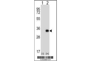 Western blot analysis of Tssk6 using rabbit polyclonal Mouse Tssk6 Antibody using 293 cell lysates (2 ug/lane) either nontransfected (Lane 1) or transiently transfected (Lane 2) with the Tssk6 gene.