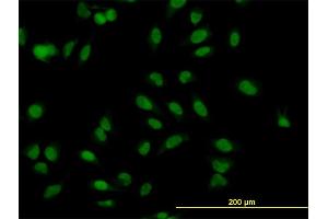Immunofluorescence (IF) image for anti-Muscleblind-like Protein 1 (MBNL1) (AA 1-382) antibody (ABIN561753)