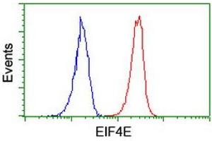 Image no. 10 for anti-Makorin Ring Finger Protein 1 (MKRN1) antibody (ABIN1499486)