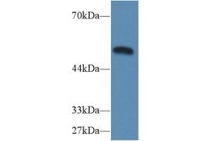 Western Blot; Sample: Mouse Heart lysate; Primary Ab: 2µg/ml Rabbit Anti-Mouse CASP9 Antibody Second Ab: 0.