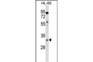 Western blot analysis in HL-60 cell line lysates (35ug/lane). (EGLN3 antibody  (C-Term))